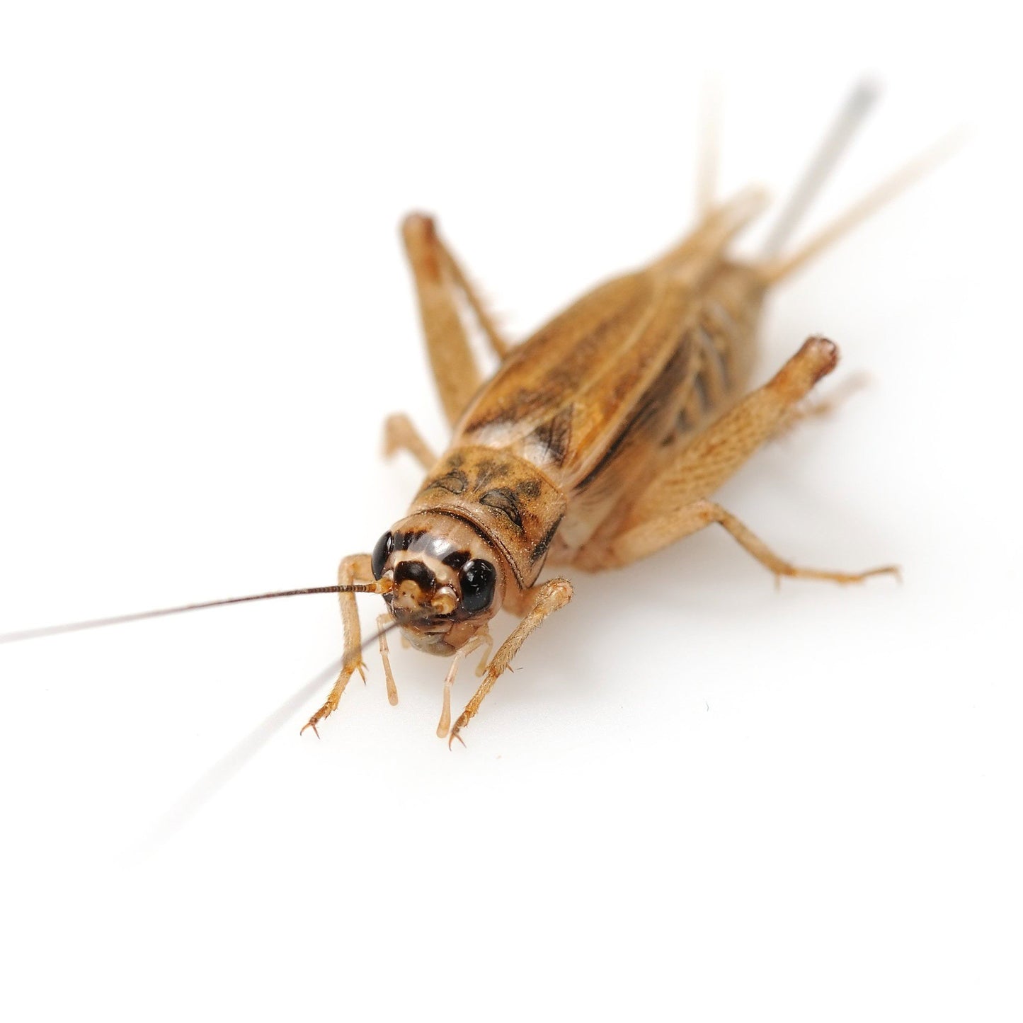 Freeze Dried Insect Medley