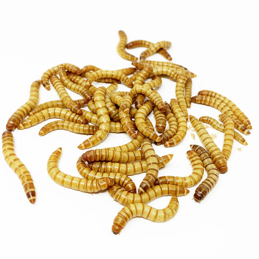 250 Live Giant Mealworms