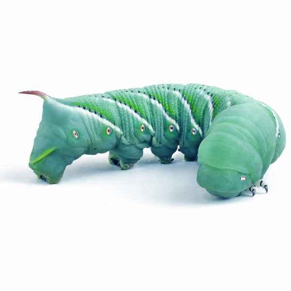 Live Hornworms