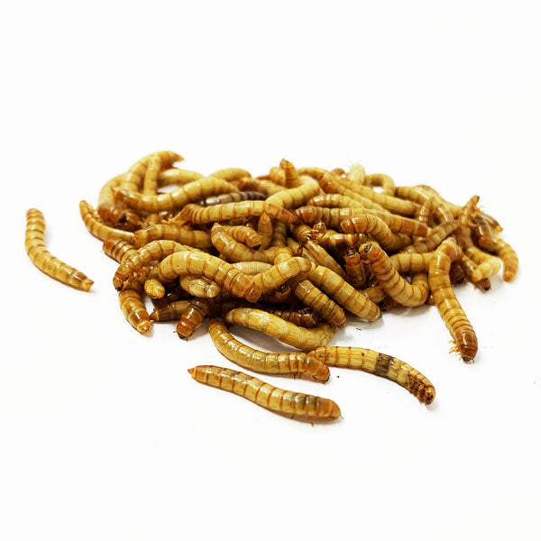 Live Medium Mealworms – NutriCricket