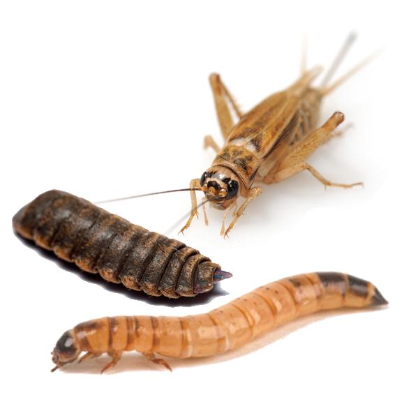 Freeze Dried Insect Medley