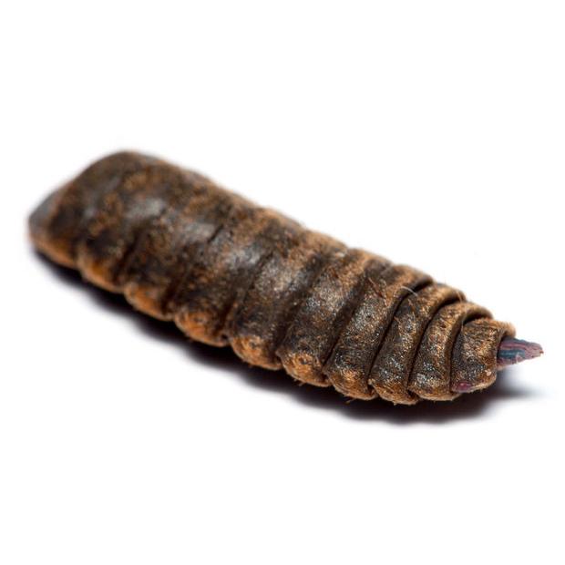 Freeze Dried Black Soldier Fly Larvae
