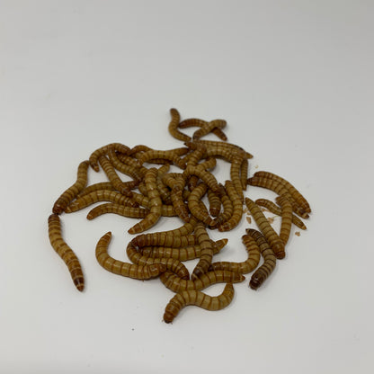 Live Superworms