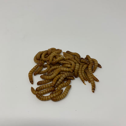 Live Superworms