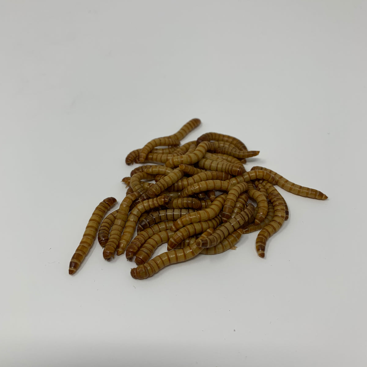 Live Superworms