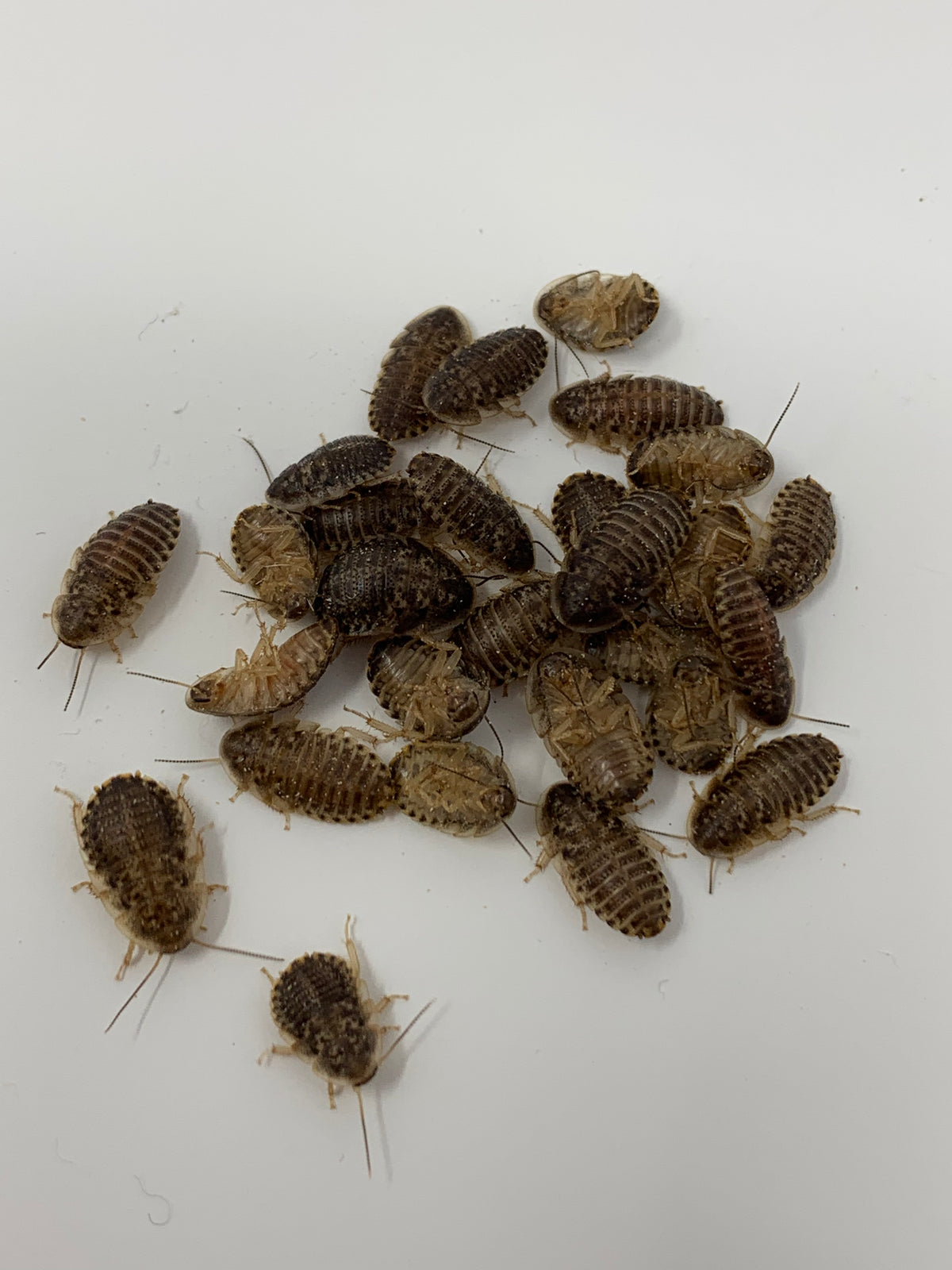 Live Dubia Roaches
