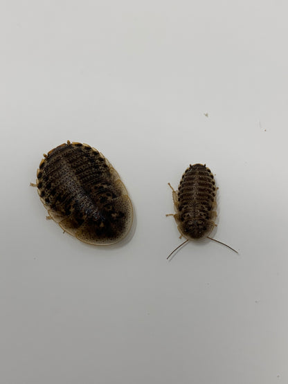Live Dubia Roaches