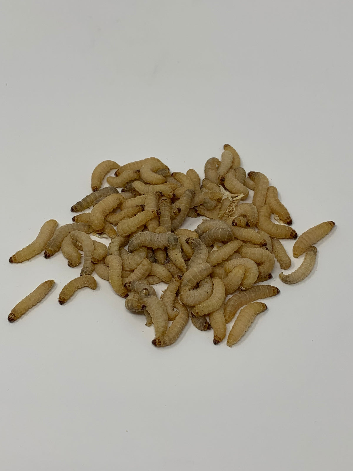 Live Wax Worms