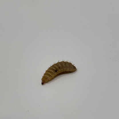 Live Black Soldier Fly Larvae