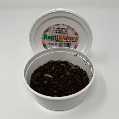 Live Black Soldier Fly Larvae