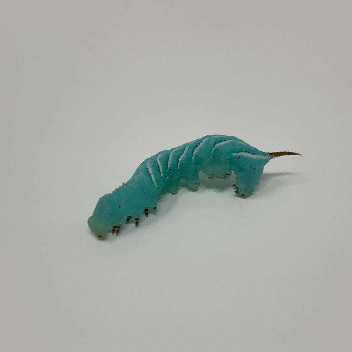 Live Hornworms