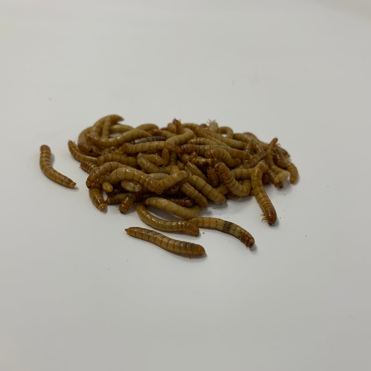 Live Medium Mealworms