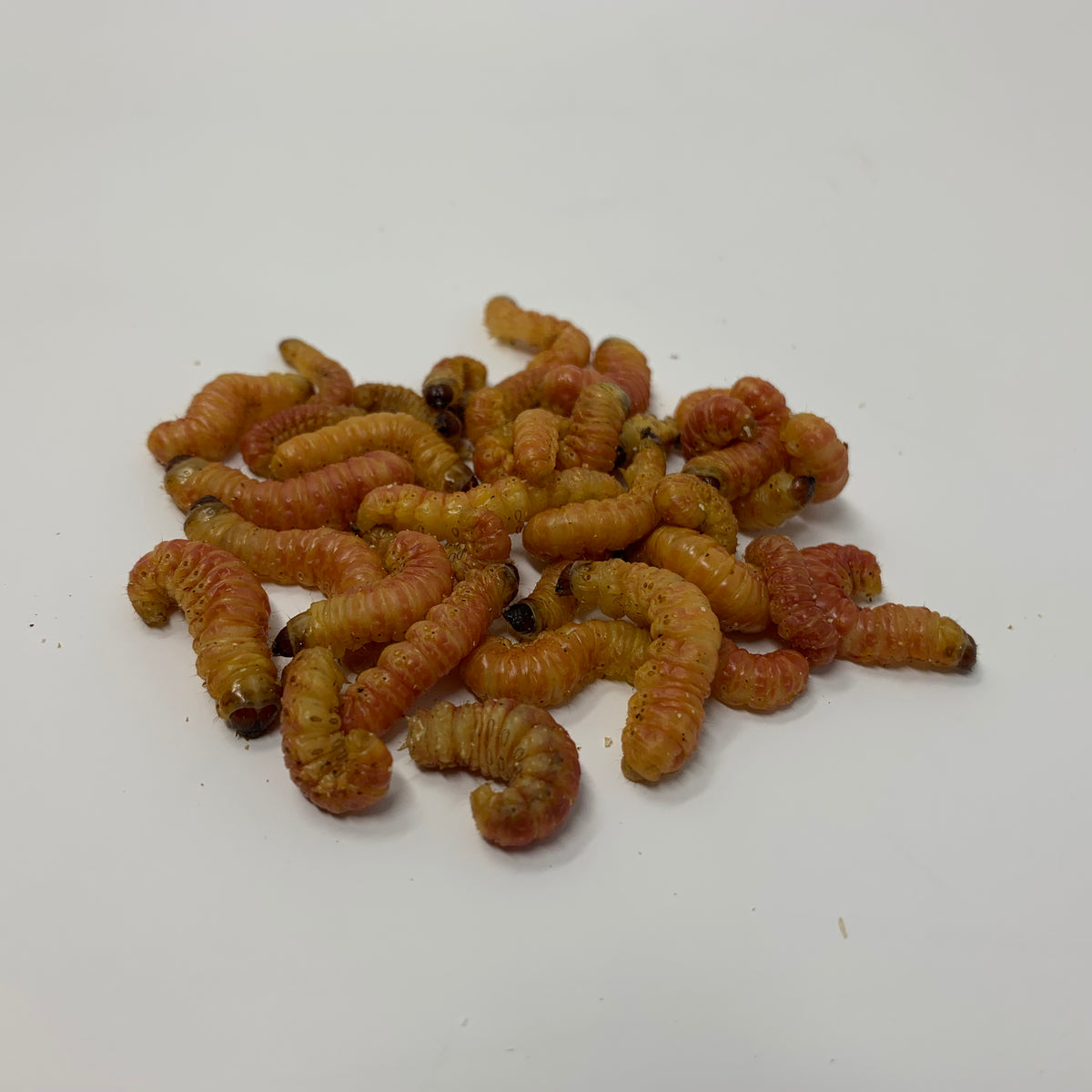 Live Wax Worms