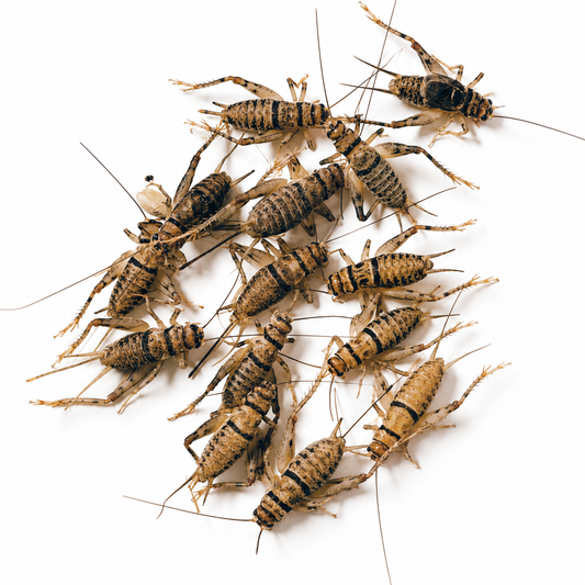 Group of live banded crickets raised as nutritious feeder insects for reptiles and other pets