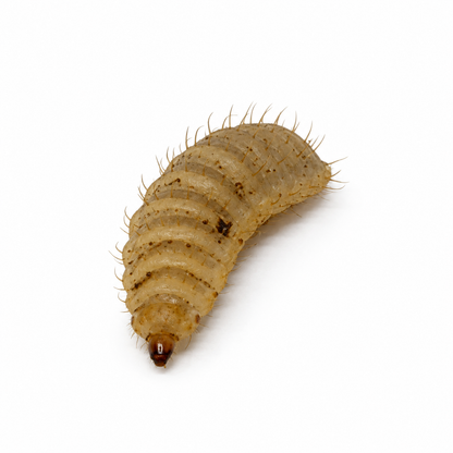 Live black soldier fly larva raised as a calcium-rich feeder insect for reptiles and other pets