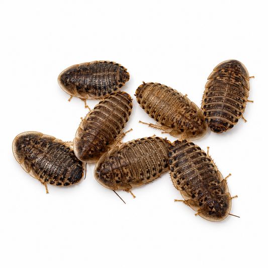 Group of live Dubia roaches raised as feeder insects for reptiles and other insect-eating pets
