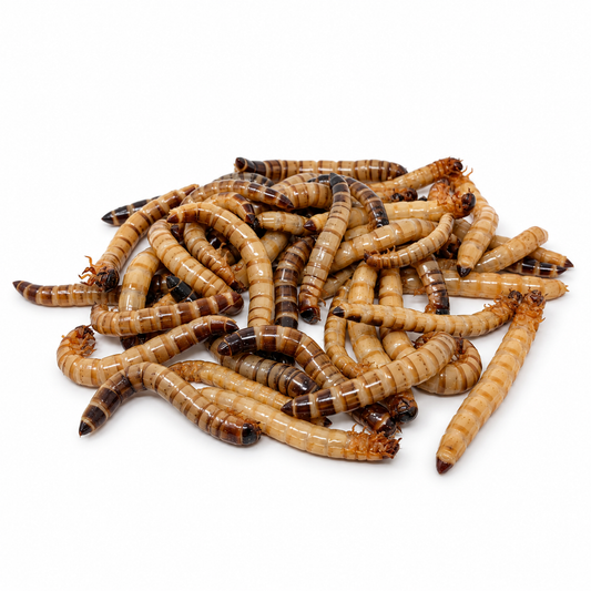 Pile of live giant mealworms raised as protein-rich feeder insects for reptiles, birds, and fish
