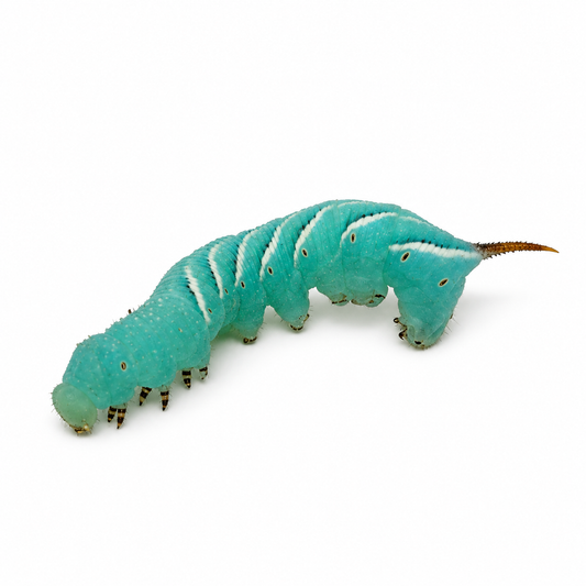 Bright green live hornworm raised as a hydrating feeder insect for reptiles
