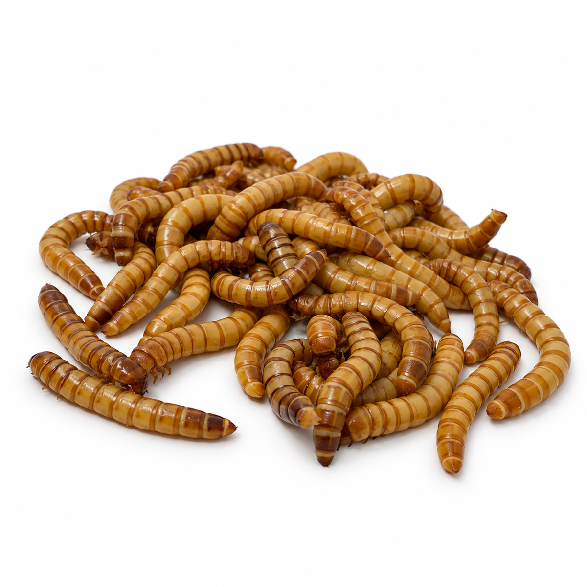 Pile of live superworms raised as large feeder insects for reptiles, birds, and fish