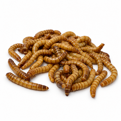 Pile of live superworms raised as large feeder insects for reptiles, birds, and fish