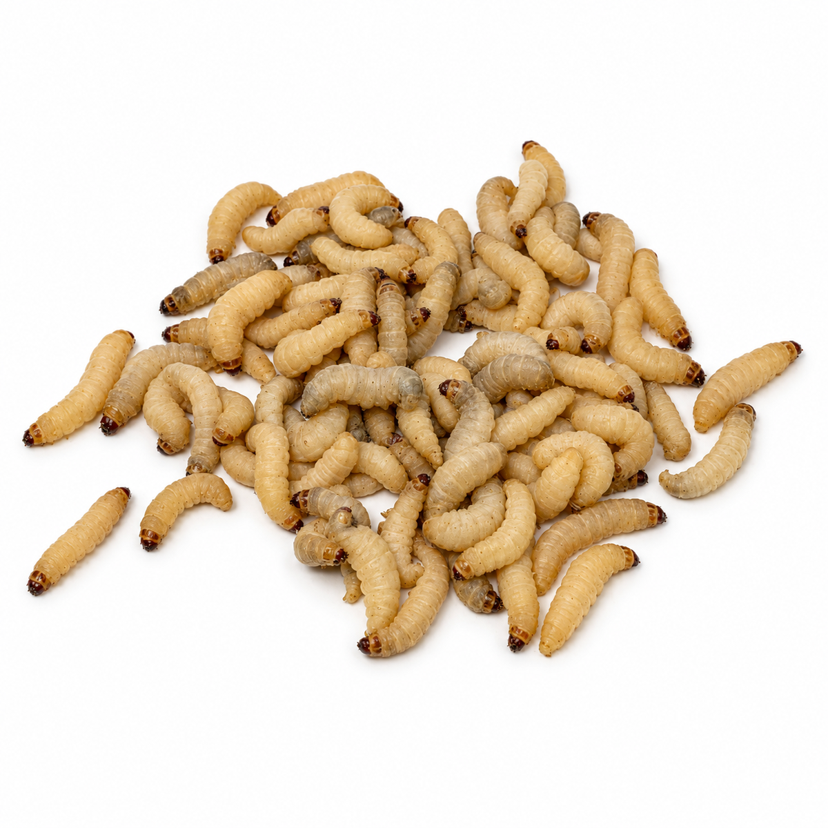 Pile of live waxworms raised as soft-bodied feeder insects for reptiles, birds, and fish
