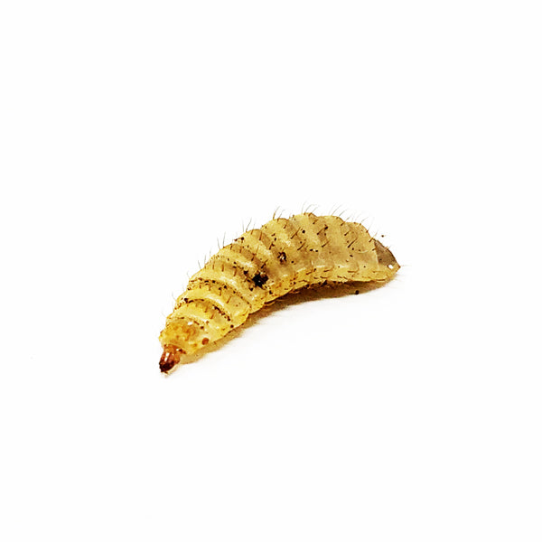 Live Black Soldier Fly Larvae