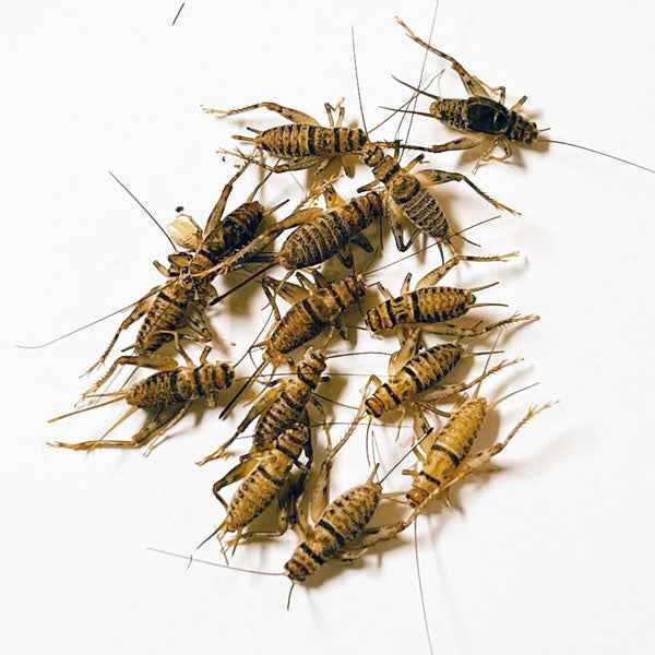 Live Crickets (Banded)