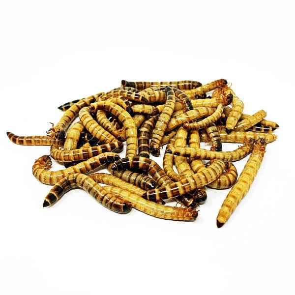 Live Superworms