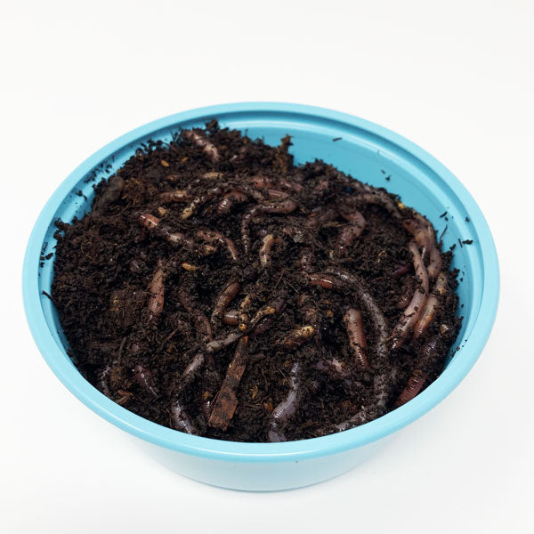 Where To Find Red Wigglers